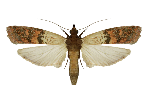 Indian Meal Moth.original2.2e16d0ba.fill 600x400 